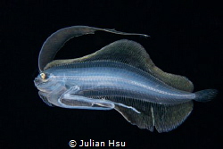 Larval flounder by Julian Hsu 